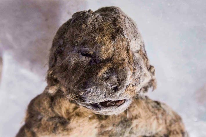 Scientists uncover a mummified saber-toothed cub in Siberia