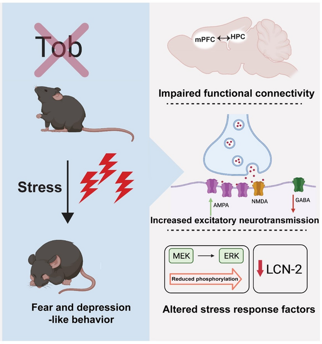 Tob deletion induces fear and depression-like behaviors. This can be explained by the altered functional connectivity between the hippocampus and the pre-frontal cortex. The neurons in the hippocampus showed increased excitation and decreased inhibition. There were also impacts on other genes and proteins. 