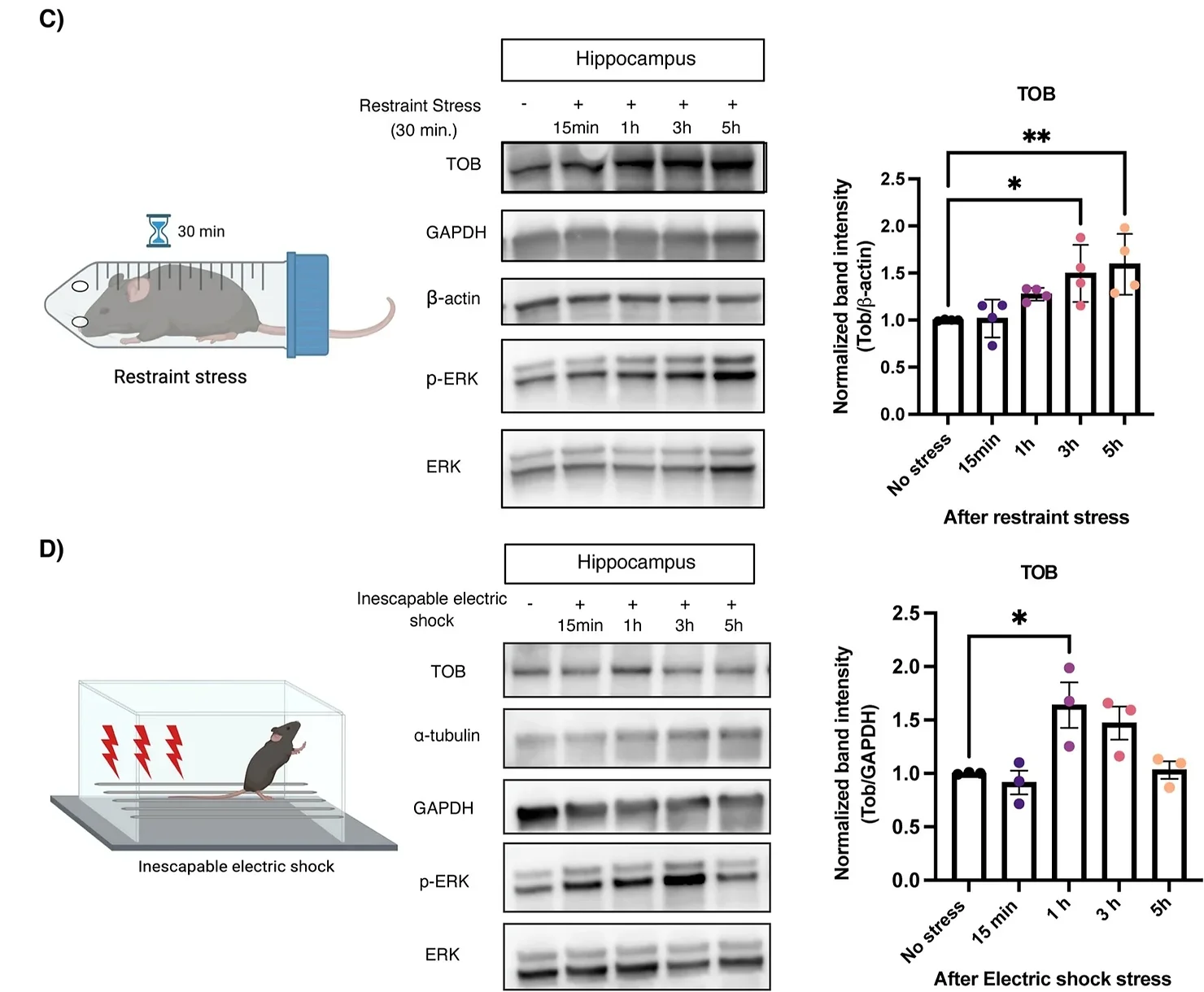 TOB protein expression levels increase in response to stress.  Western blotting of TOB expression levels in hippocampal lysates without stress and after 30 min of restraint stress at different times: 15 min, 1 h, 3 h, 5 h after stress exposure (n = 4). D Western blotting of TOB expression levels in hippocampal lysates without stress and after inescapable electric shock for different durations: 15 min, 1 h, 3 h, 5 h post-exposure to stress (n = 3).