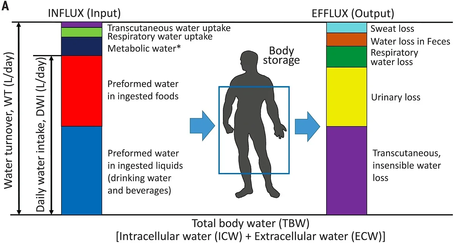 Variation in human water turnover associated with environmental and lifestyle factors. 