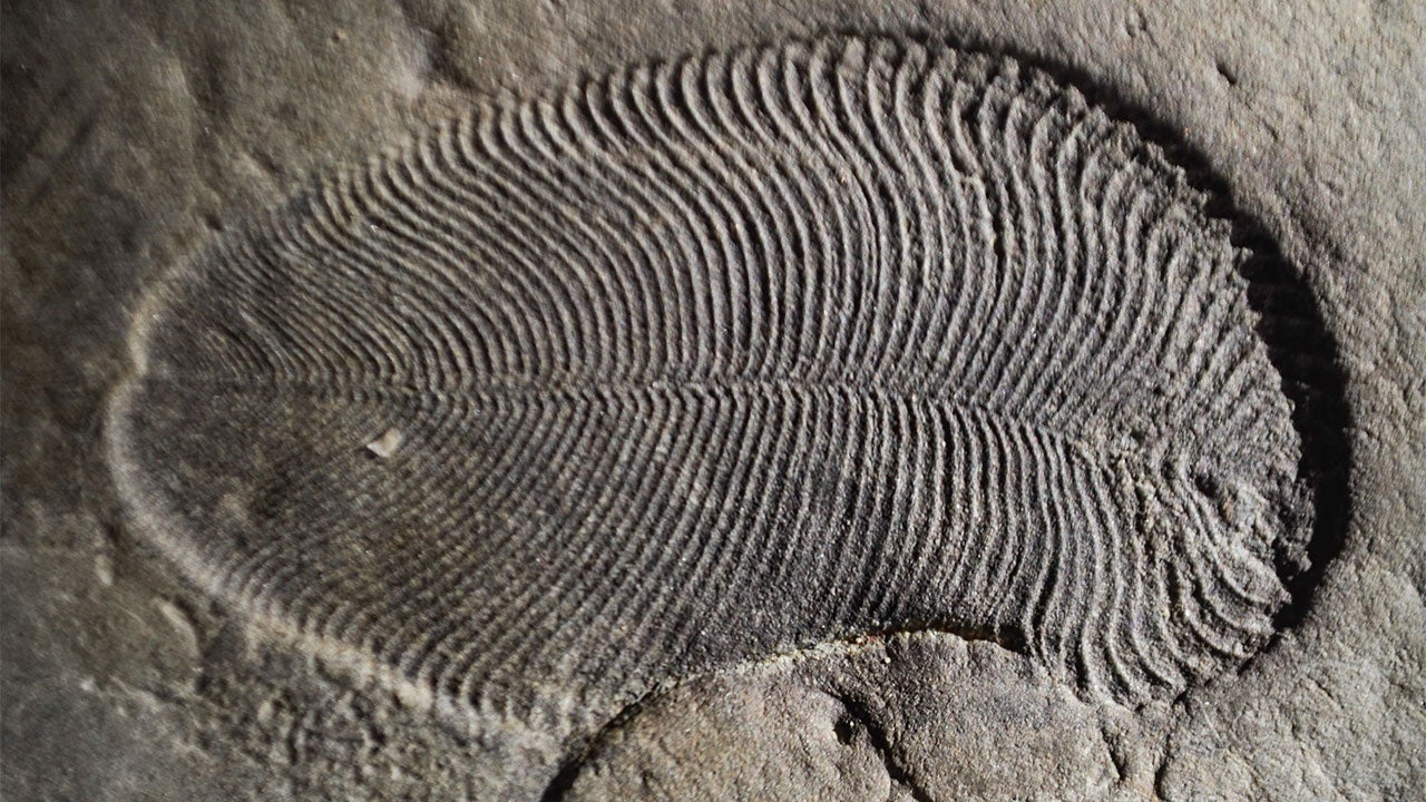 Dickinsonia lived in the oceans more than 540 million years ago. 
