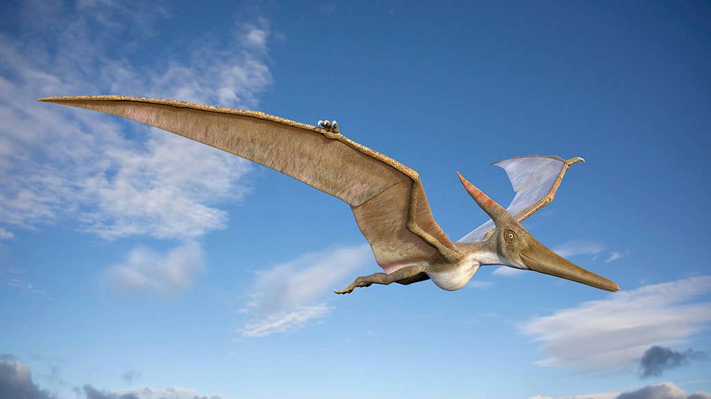 New Fossil Discovery Reveals The Origins Of Flying Reptiles The new-fossil-discovery-reveals-the-origins-of-flying-reptiles-the