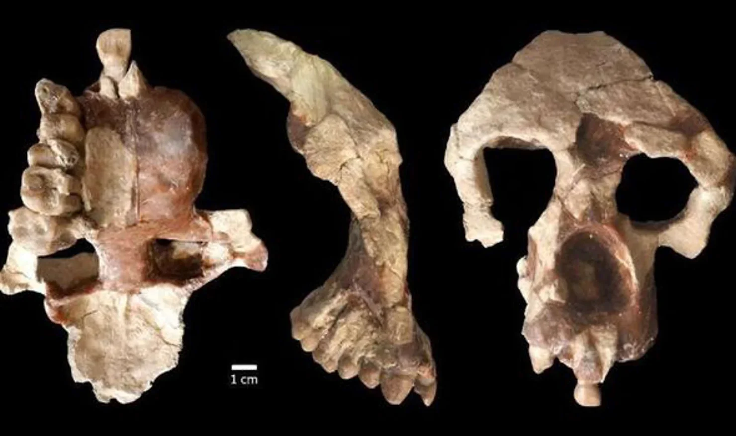 The team analyzed a well-preserved partial cranium of Anadoluvius, pictured.