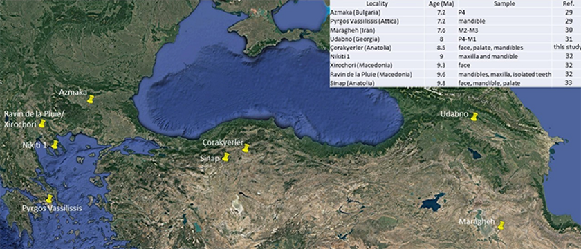 Excavation of the Anadoluvius turkae fossil took place at the Çorakyerler fossil site in Türkiye in 2015. 