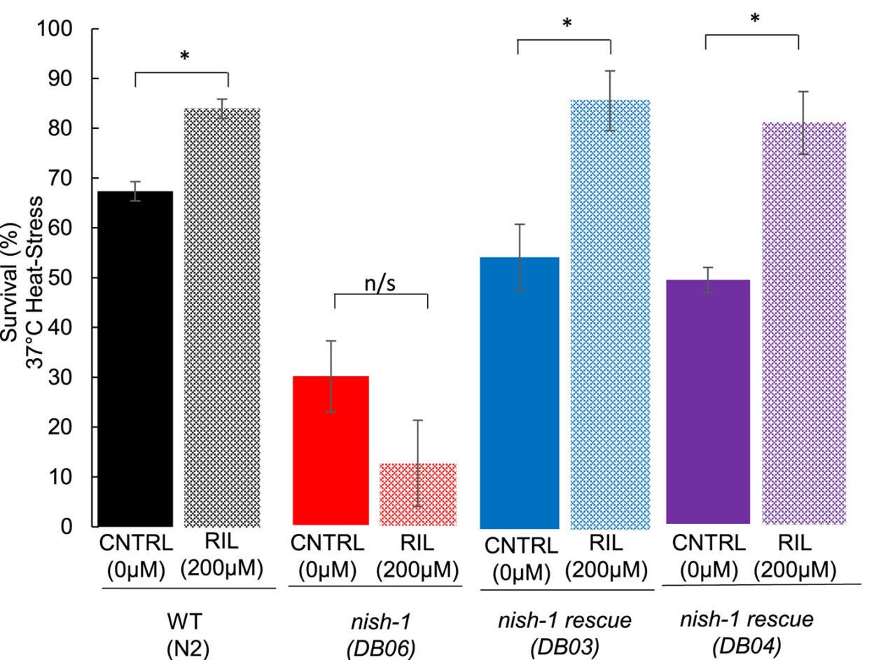 Thermotolerance: Rilmenidine increases the percentage survival of WT exposed to 37°C for 3 h and approximately 20 h recovery period, dependent on nish-1.