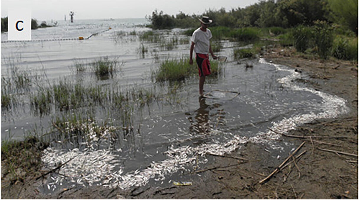 Fish kill on 27 June 2012 in front of KLL. Thousands of dead fish were found within a limited stretch along the north-western shore of Lake Kinneret. Most dead fish were Mirogrex terraesanctae.