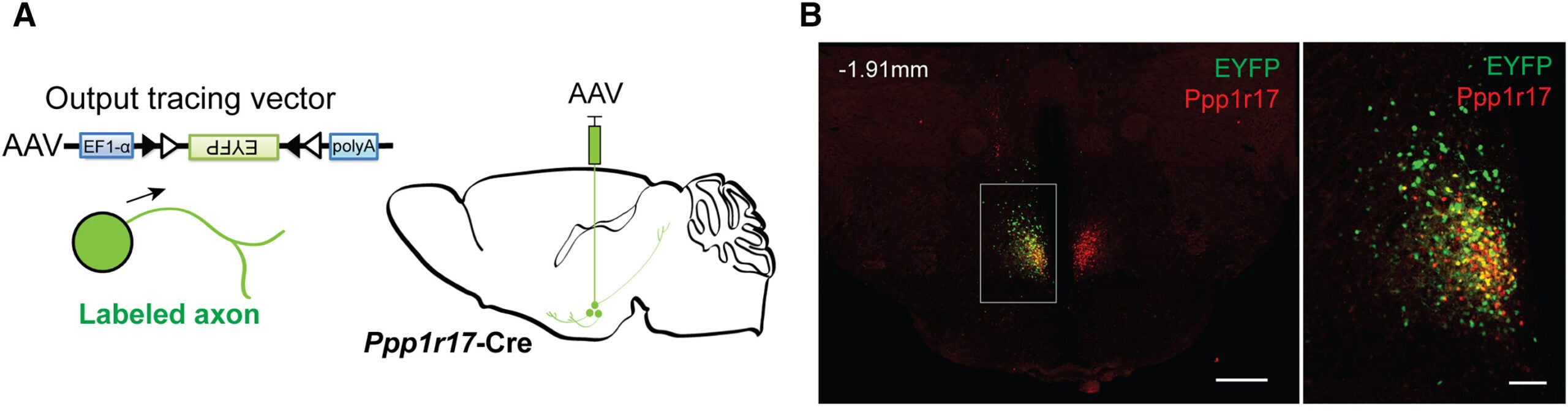 DMHPpp1r17 neurons project to the POA, PVN, LH, and PAG. (A) A scheme of the AAV injection (AAV-Ef1a-DIO-EYFP) into the DMH of Ppp1r17-Cre mice for labeling axons. (B) Ppp1r17-Cre mice injected with AAV-Ef1a-DIO-EYFP into the DMH show the co-localization of Ppp1r17 and EYFP. 