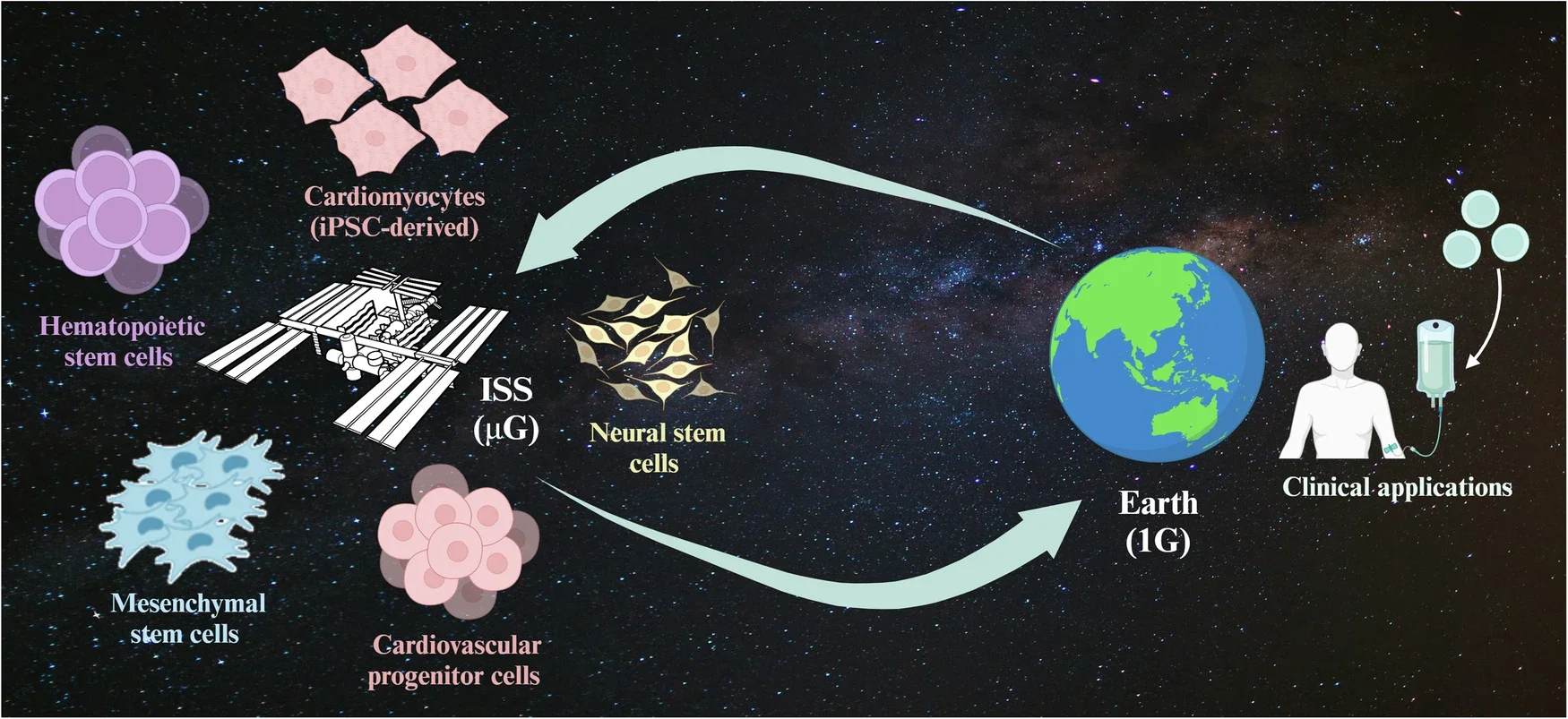 Schematic diagram showing different types of stem cells grown in microgravity (µG) on the International Space Station (ISS) and their return to Earth (1 G) for potential clinical applications.