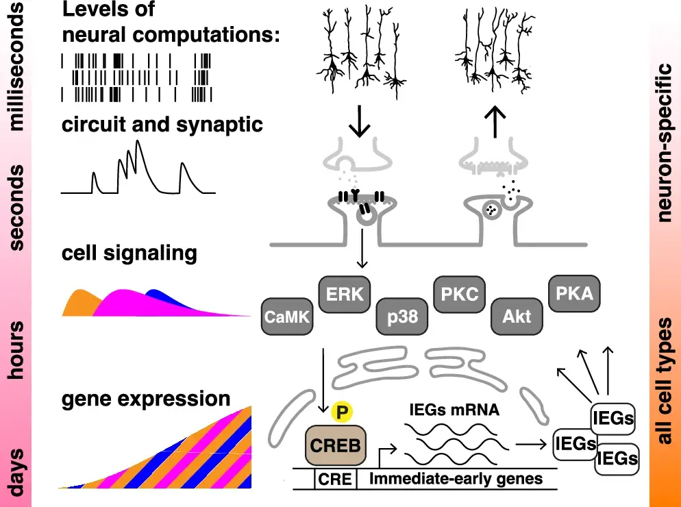 Memories are not only stored in the brain, study finds - The Brighter ...