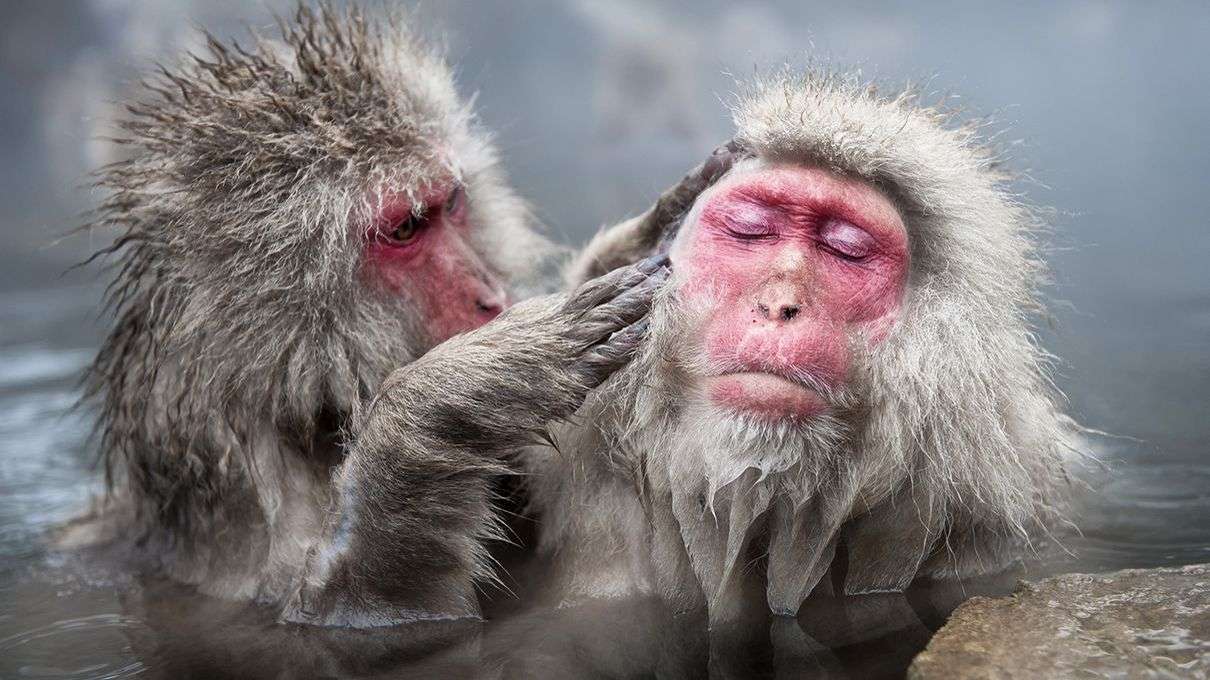 Study theorizes that ancient grooming behaviors, once used to remove debris from a partner's fur, transformed over time into kissing.