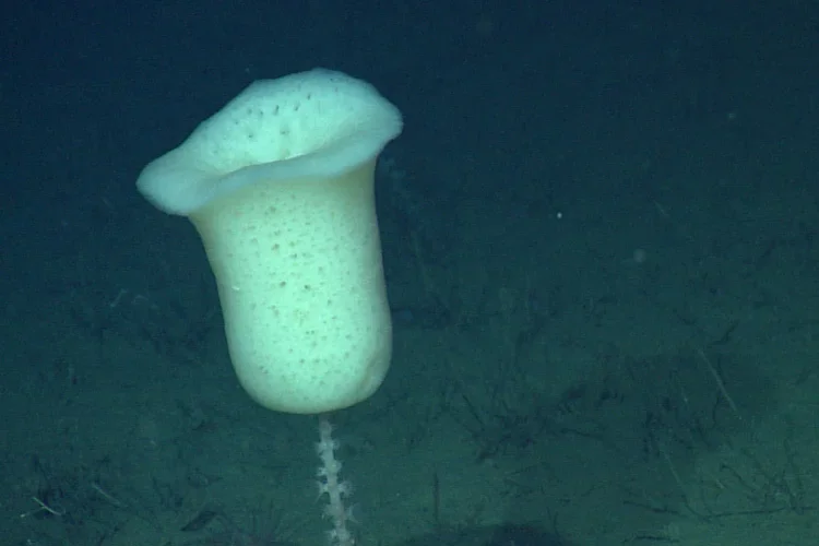 This tulip sponge in the genus Hyalonema was photographed in 2009 by MBARI’s ROV Doc Ricketts in the outer Monterey Fan at a depth of approximately 3,500 meters. 