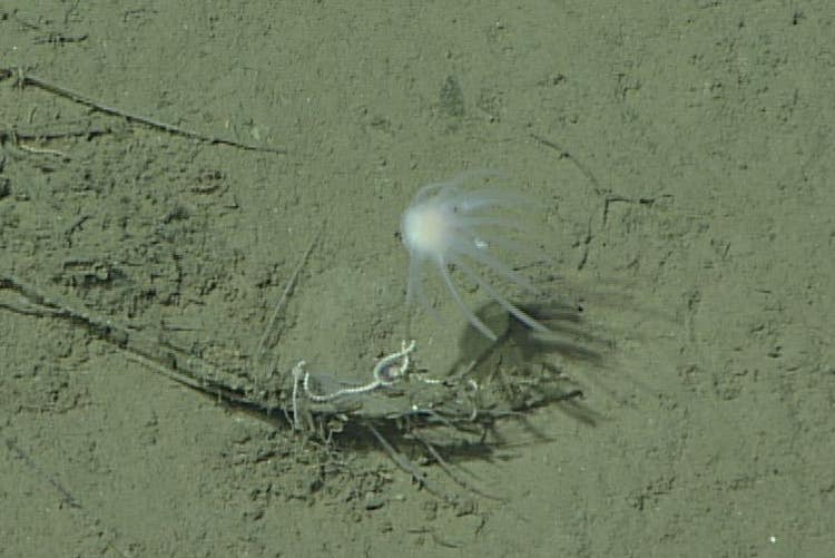 A newly discovered and still undescribed bioluminescent deep-sea sponge observed in 2019 by MBARI’s ROV Doc Ricketts offshore of Central California at a depth of approximately 3,970 meters. 