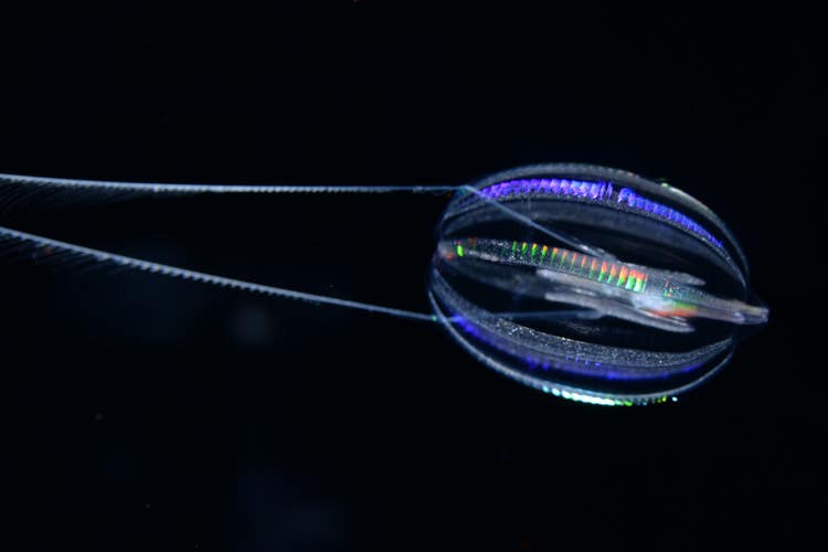 Hormiphora californensis, called the California sea gooseberry, is a comb jelly, or ctenophore, common in California coastal waters. 