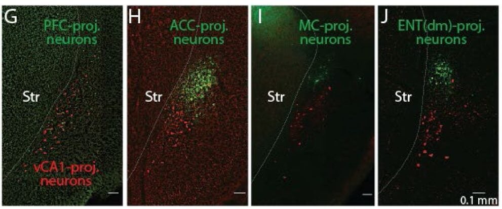 Example fluorescent images of retrogradely labeled neurons in CLA complex. vCA1-projecting neurons were colored in red and cortex-projecting neurons were colored in green. 