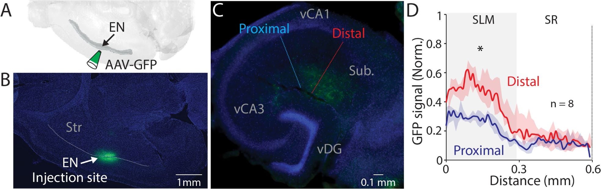 An example fluorescent image of horizontal brain section containing injection site in EN.