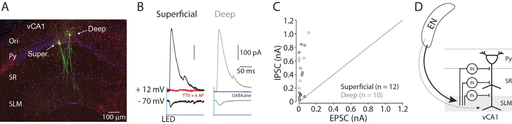 A confocal image of recorded pyramidal neurons in vCA1. Recorded pyramidal neurons were filled with biocytin and post-labelled with Alexa488. Ori.: oriens, Super.: superficial layer pyramidal neuron. Deep: deep layer pyramidal neuron.