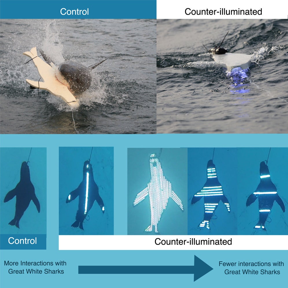 Graphical abstract of the study and its results.