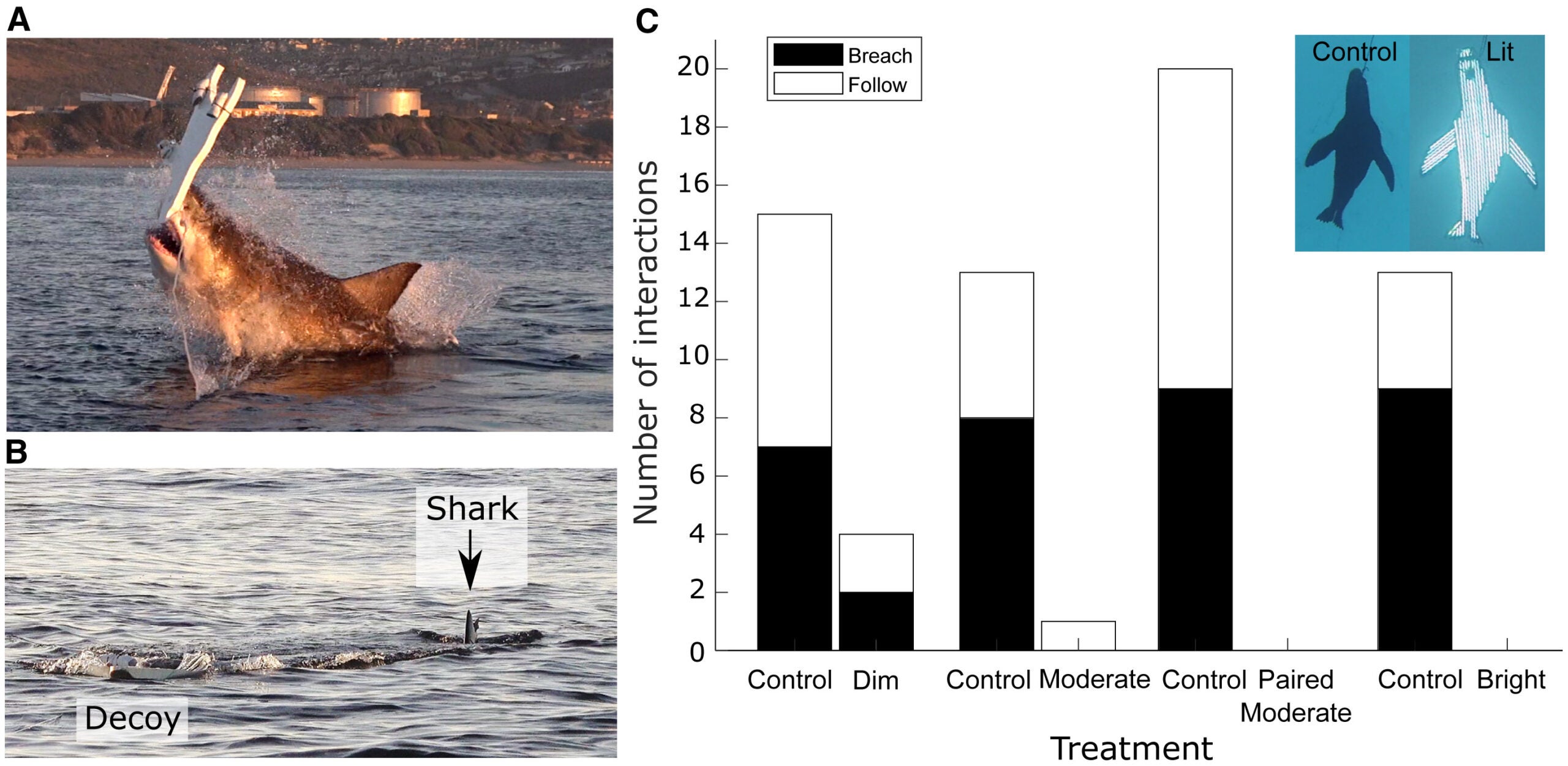 Great White shark interactions on seal decoys completely covered in LED lights compared with control (unlit) decoys
(A–C) Behavioral interactions with the seal decoys (in this case controls) were classified as either: (A) a “breach” or (B) a “follow.” (C) shows the number of times sharks breached and followed the counterilluminated (lit) decoys compared with control (unlit) decoys. 