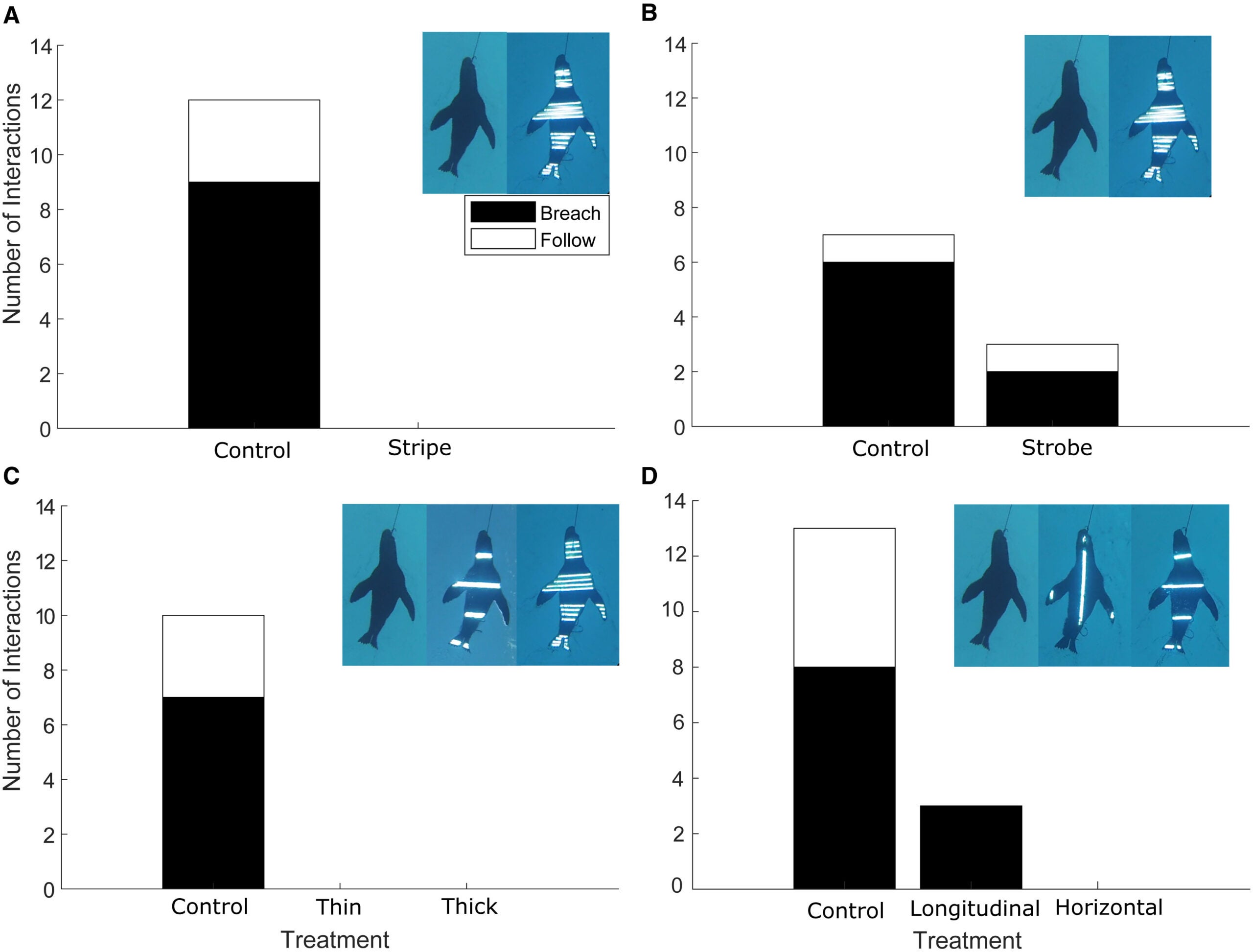 Great White shark interactions on striped counterilluminated seal decoys. The number of times sharks breached and followed the striped counterilluminated decoys compared with the control white decoys. 