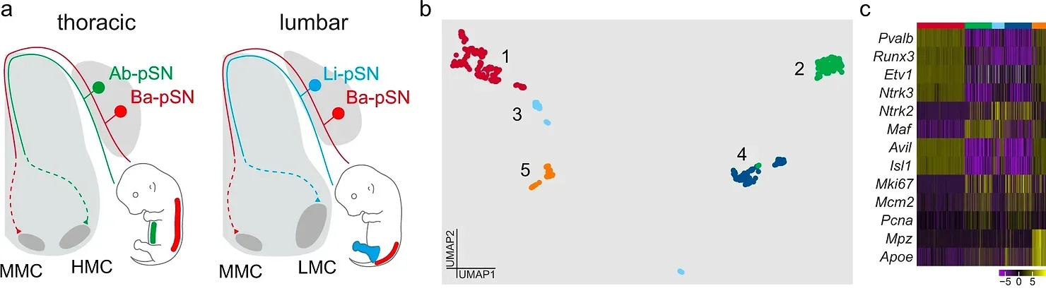 Schematic illustrating central and peripheral connectivity of e15.5 proprioceptors at thoracic (left) and lumbar (right) spinal levels.