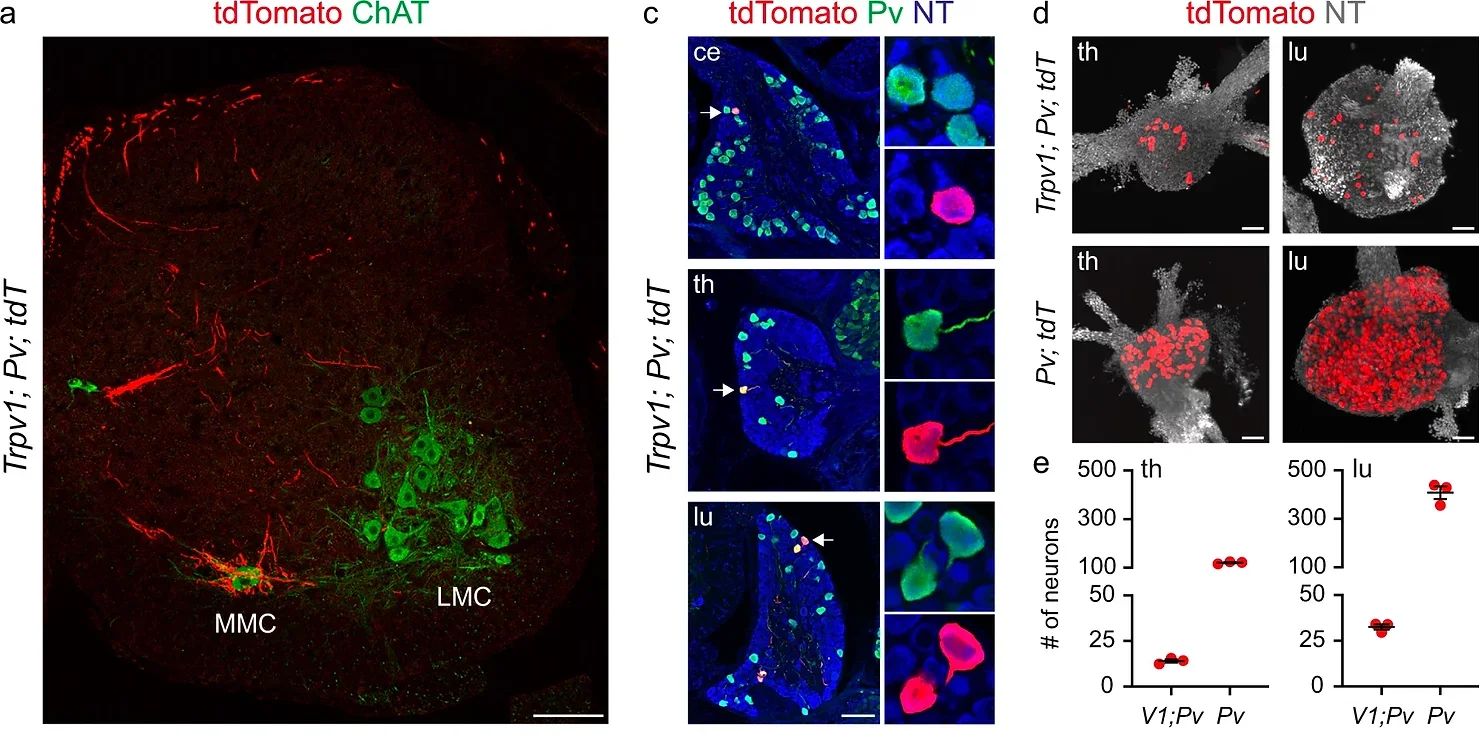 Representative image of tdTomato+ afferents in a lumbar spinal cord section from p7 Trpv1Cre; PvFlp; Ai65 mice. MMC, median motor column; LMC, lateral motor column. Scale bar: 100 µm.