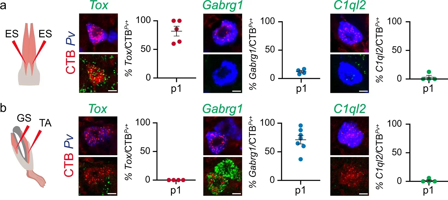 Proprioceptors muscle-type identity emerges at early developmental stages.