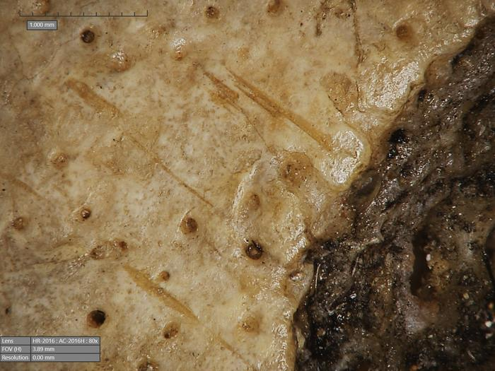 Cutmarks found on skull 236, probably made with a sharp object.
