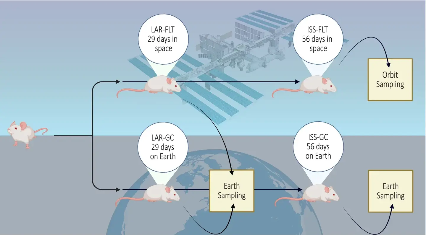 Analysis design of data from the Rodent Research 6 mission