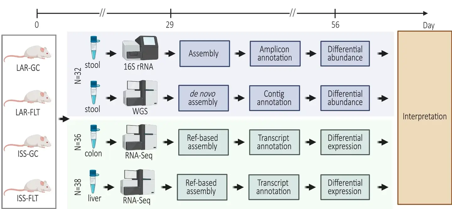 Analysis design of data from the Rodent Research 6 mission and multiomic data analysis strategy.