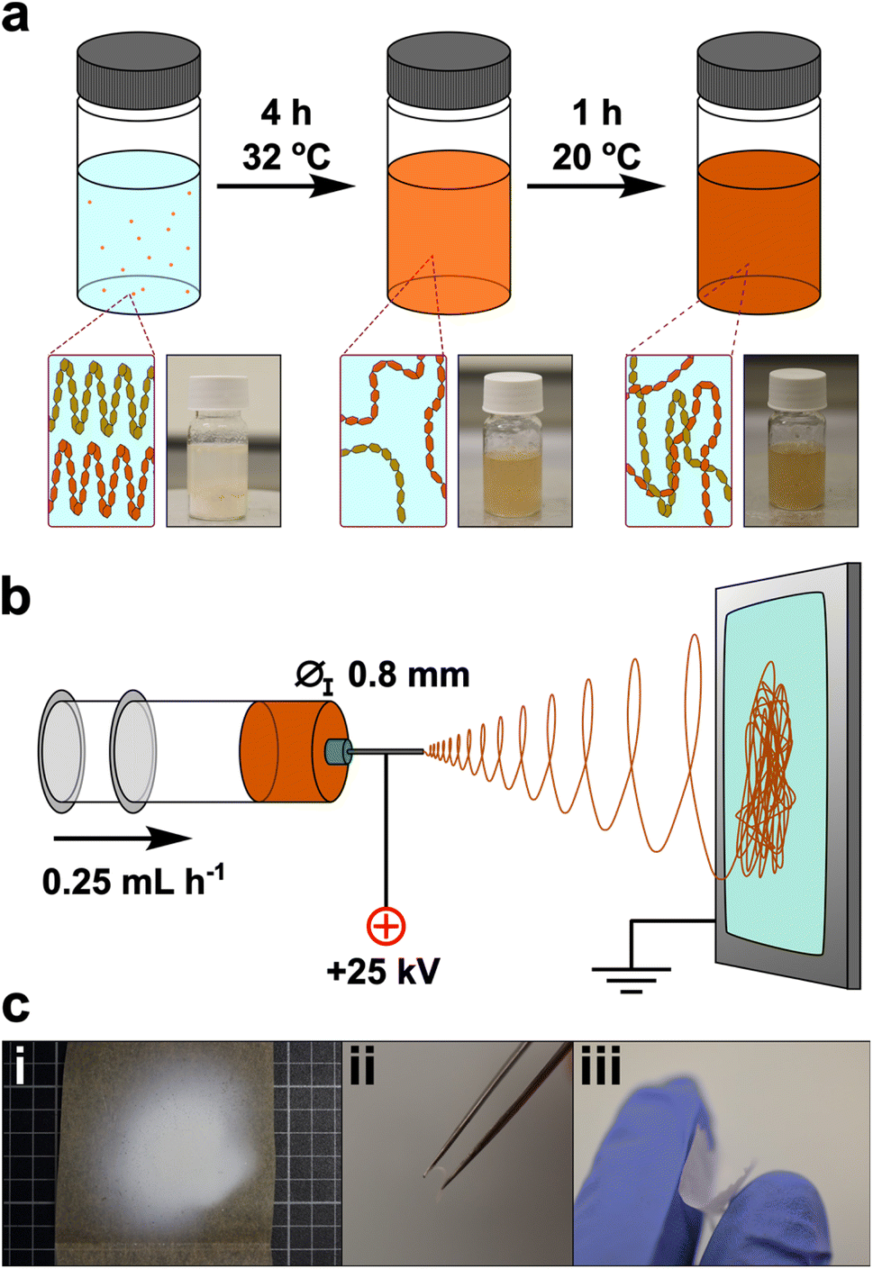 Schematic of flour dope synthesis with diagrammatic breaking up of initial starch structure to free chains, with subsequent entangling on cooling, accompanied by digital photographs.