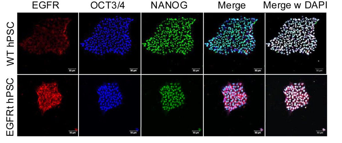 Immunofluorescence staining for EGFR/EGFRt (red), OCT3/4 (blue), NANOG (green), and DAPI (white) in WT or EGFRt-hPSCs at 20× magnification. Scale bars represent 50 μm.
