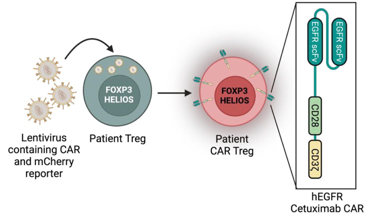EGFR-CAR construct and schematic for lentiviral CAR transduction approach into regulatory human T cells.