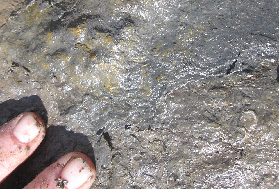 In Olsen’s words, the layers below the Jurassic—a period called the Triassic–are “crawling with fossils.” Such waters were inhabited by bivalves, eel-like fish, crocodilians and sharks, among other creatures.