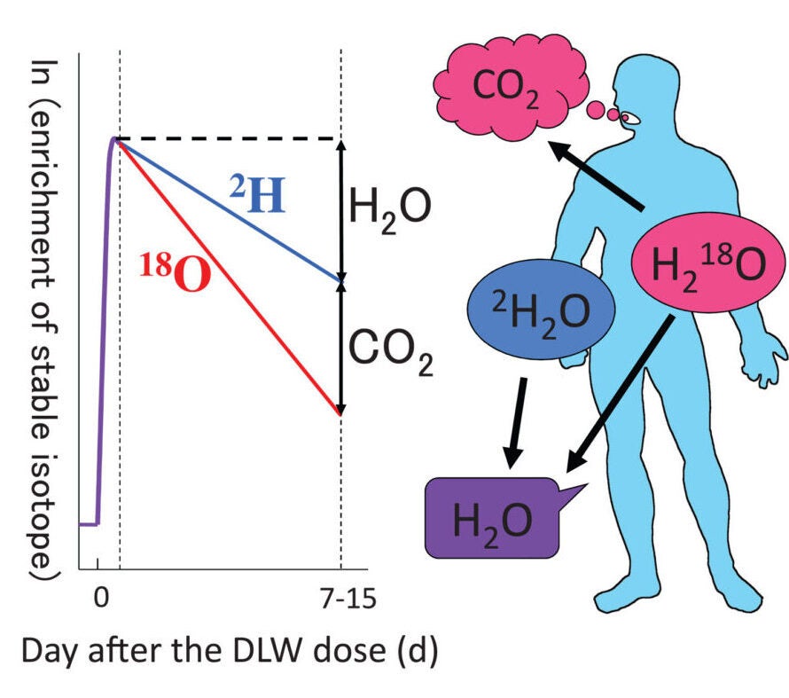 Hydrogen isotope dilution and elimination provides an objective measure of TBW and WT.