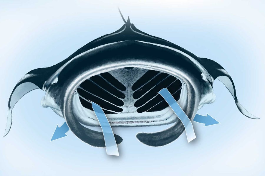 Mobula rays engulf seawater and use specialized filters in their oral cavity to separate food particles.