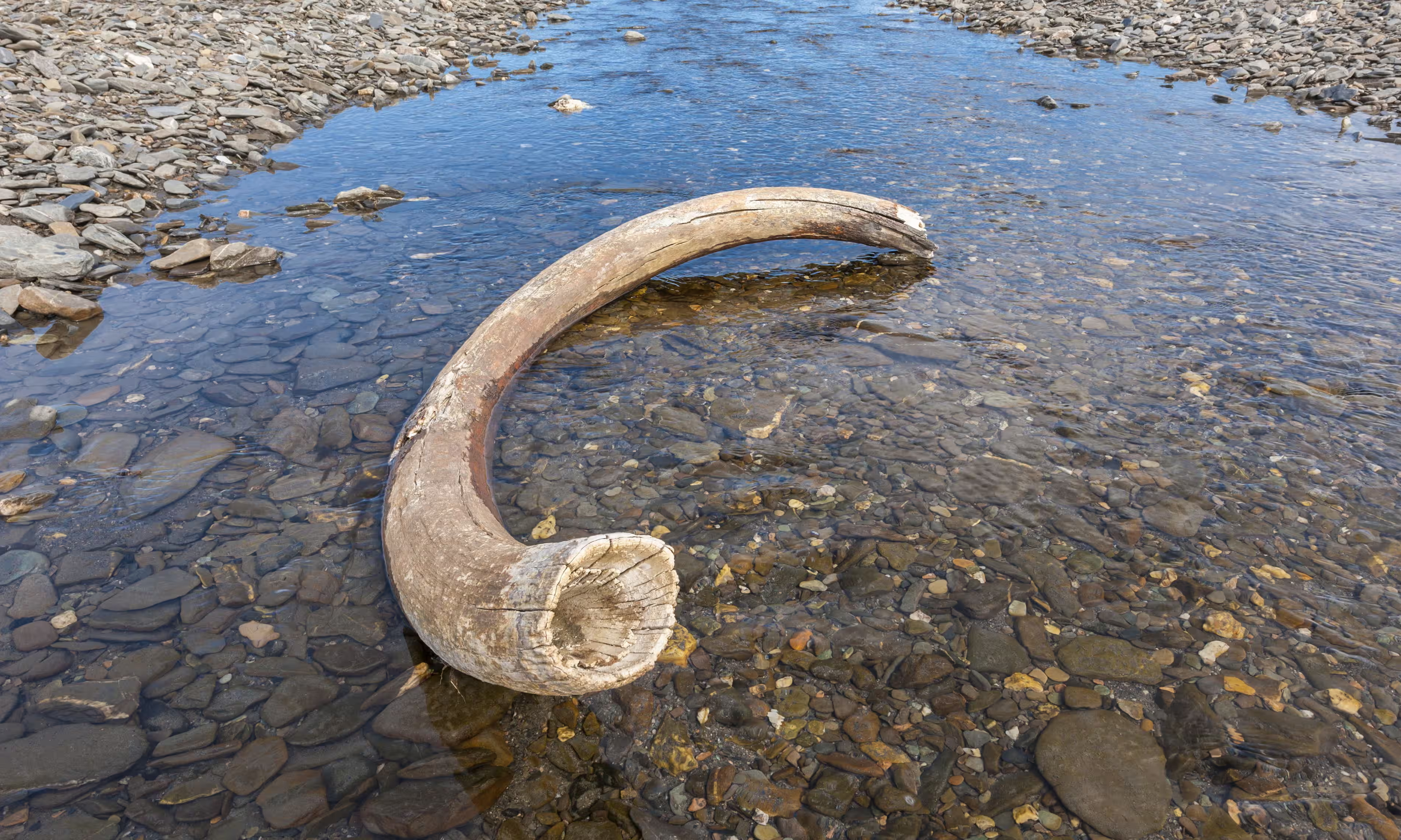 A mammoth tusk in a riverbed near Doubtful village, Wrangel Island in the Russian Far East.