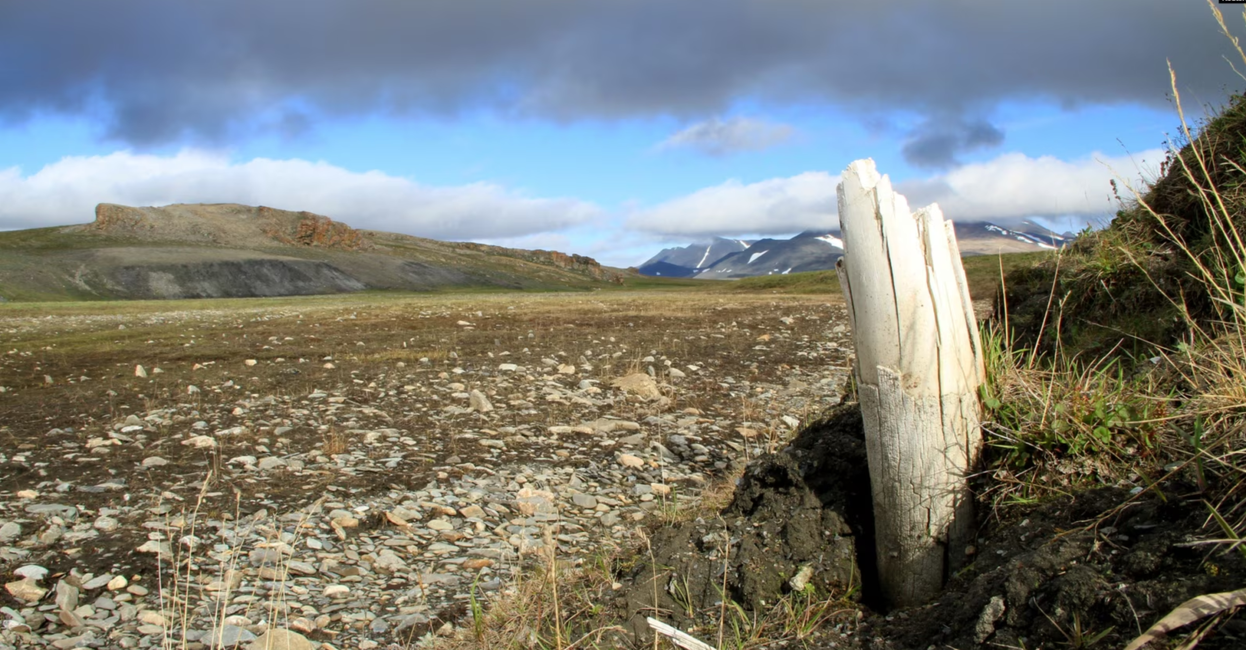 Wrangel Island in the Arctic Ocean off the coast of Siberia, Russia, where woolly mammoths lived until about 4,000 years ago, with the remnants of a mammoth’s tusk sticking out of the ground, in 2017.