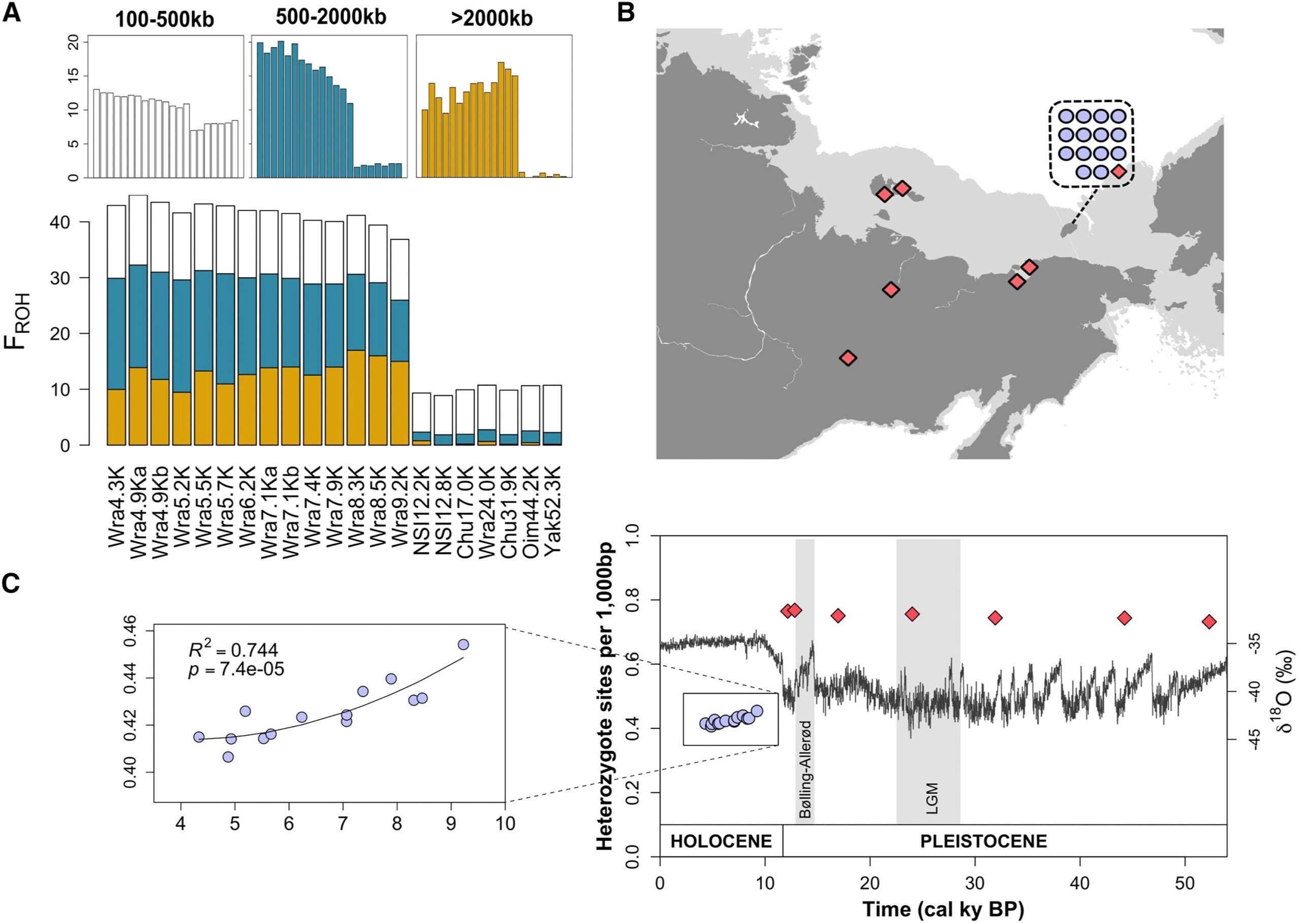 Sampling locations, inbreeding, and autosomal heterozygosity of the 21 woolly mammoth samples