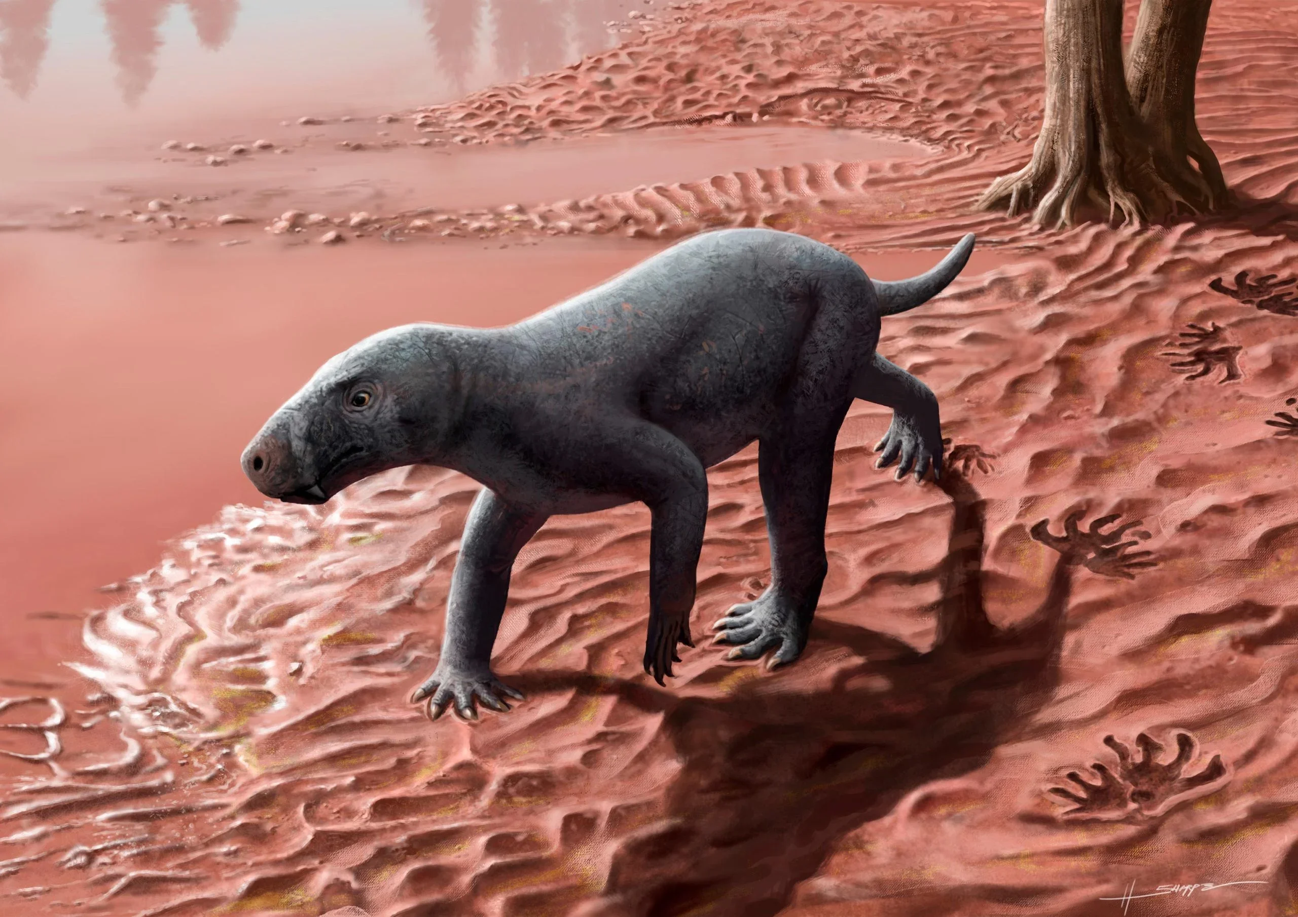 A life reconstruction of what may be the oldest known gorgonopsian. The prehistoric predator is known from 280-270-million-year-old fossils found in Mallorca, Spain.