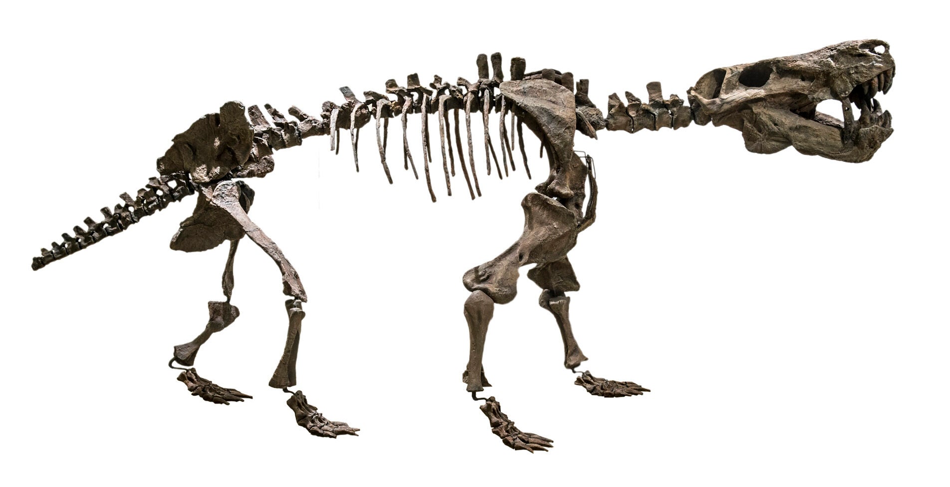Skeleton of Inostrancevia alexandri at the Museo delle Scienze, Trento, Italy