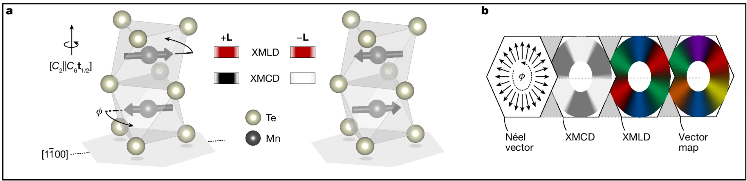 Unit cell of α-MnTe with Mn spins collinear to the magnetic easy axis. Applying transforms the left unit cell into the right. The unit cells with opposite L vector produce the same XMLD but inequivalent XMCD owing to symmetry breaking in altermagnetic MnTe. 