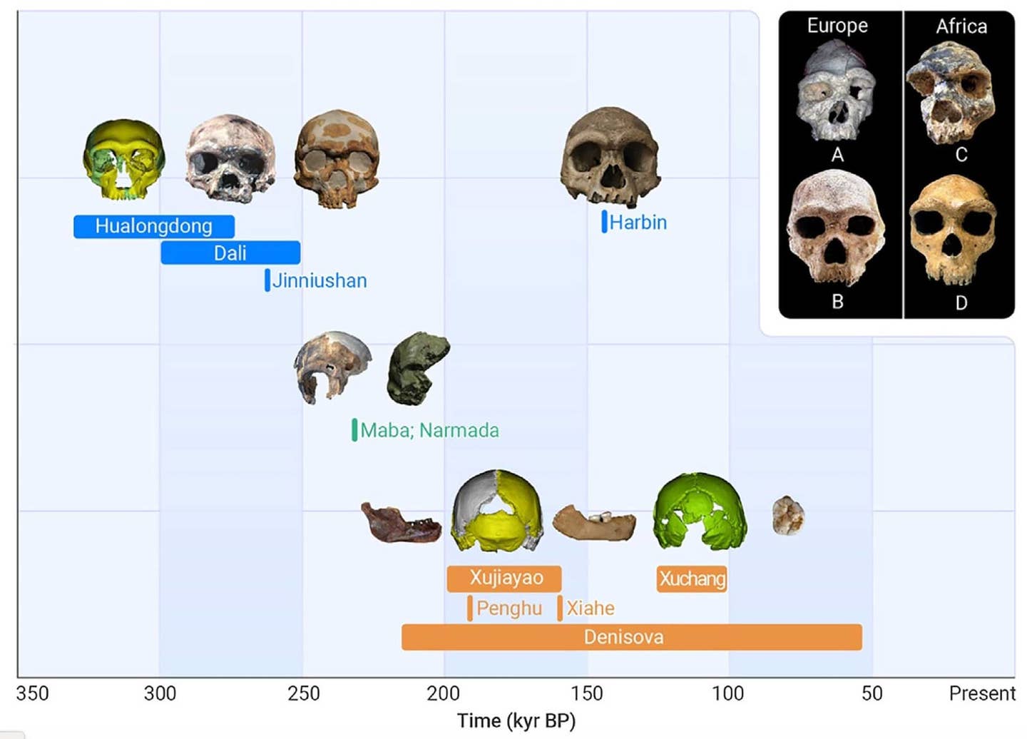Early Humans Evolution Timeline Evolution At The American Museum Of