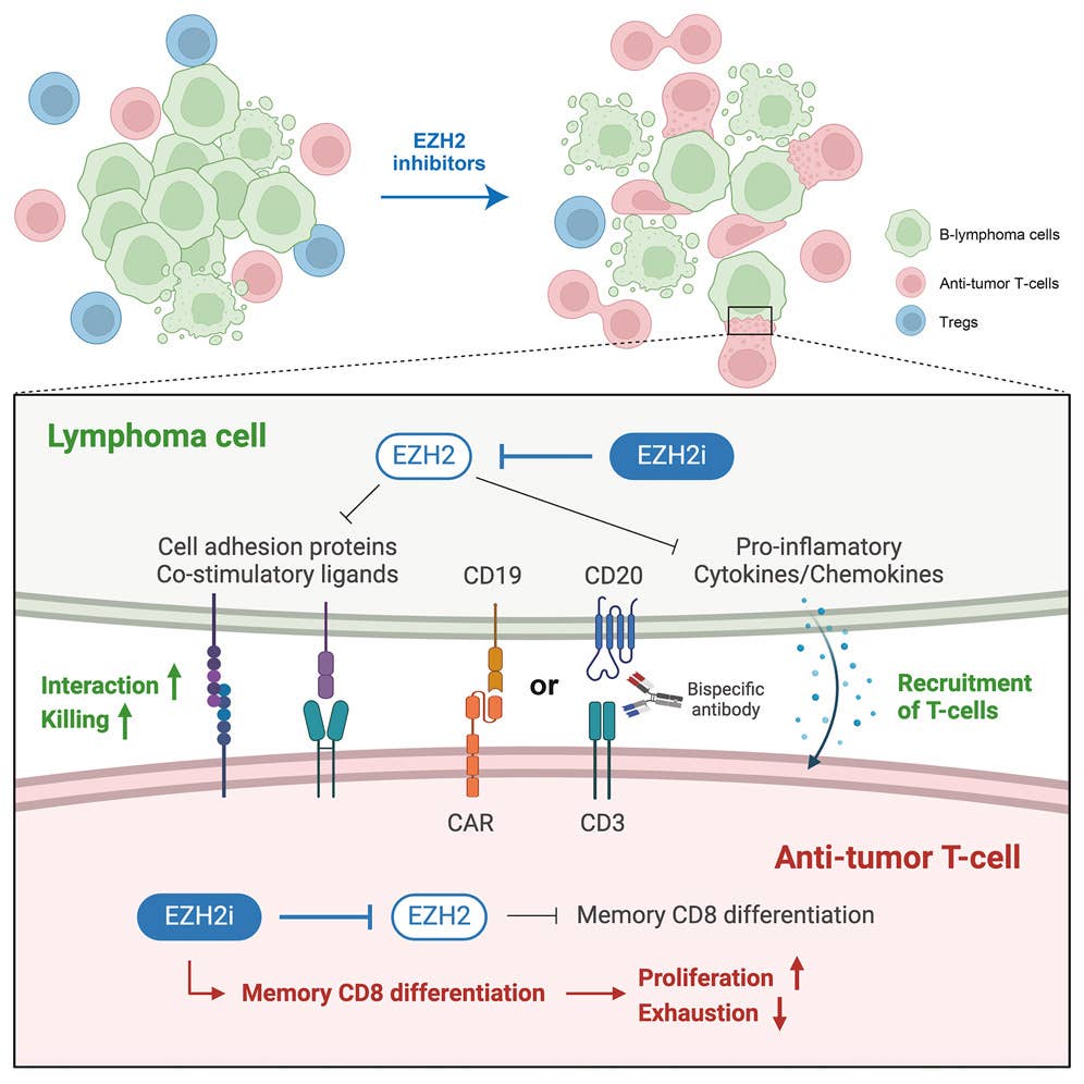 Graphical Abstract. Cancer Inhibitor New anticancer drugs could significantly improve immunotherapy - The ...