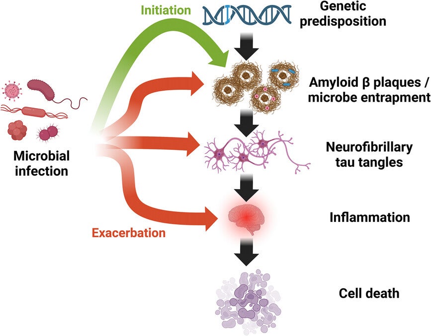 The antimicrobial hypothesis of Alzheimer's disease (AD). Genetic and/or physiological predisposition facilitates microbial infection and proliferation, leading to amyloid beta production—a defense mechanism to entrap and inactivate microbes—as well as to aggregation of tau tangles, further local inflammation, and neuronal death, culminating in AD.