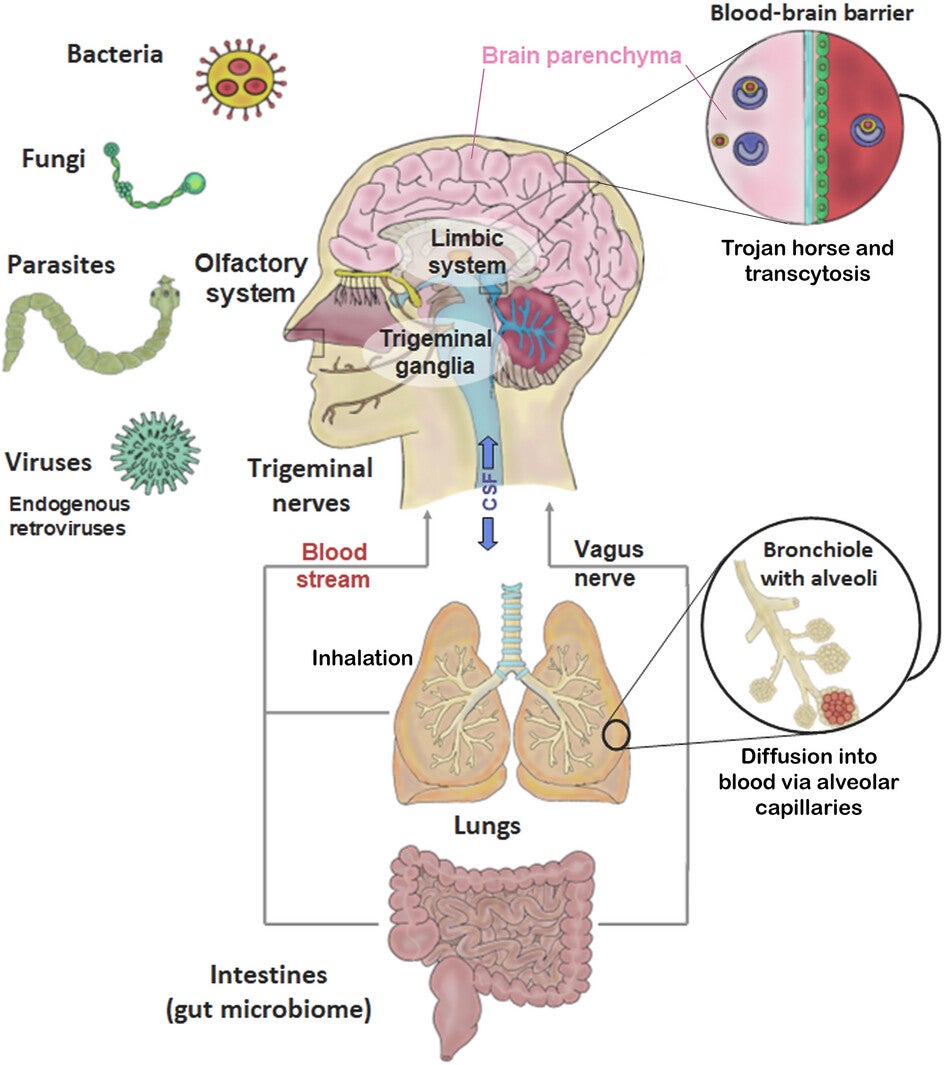 Microbes and the brain: routes of entry.