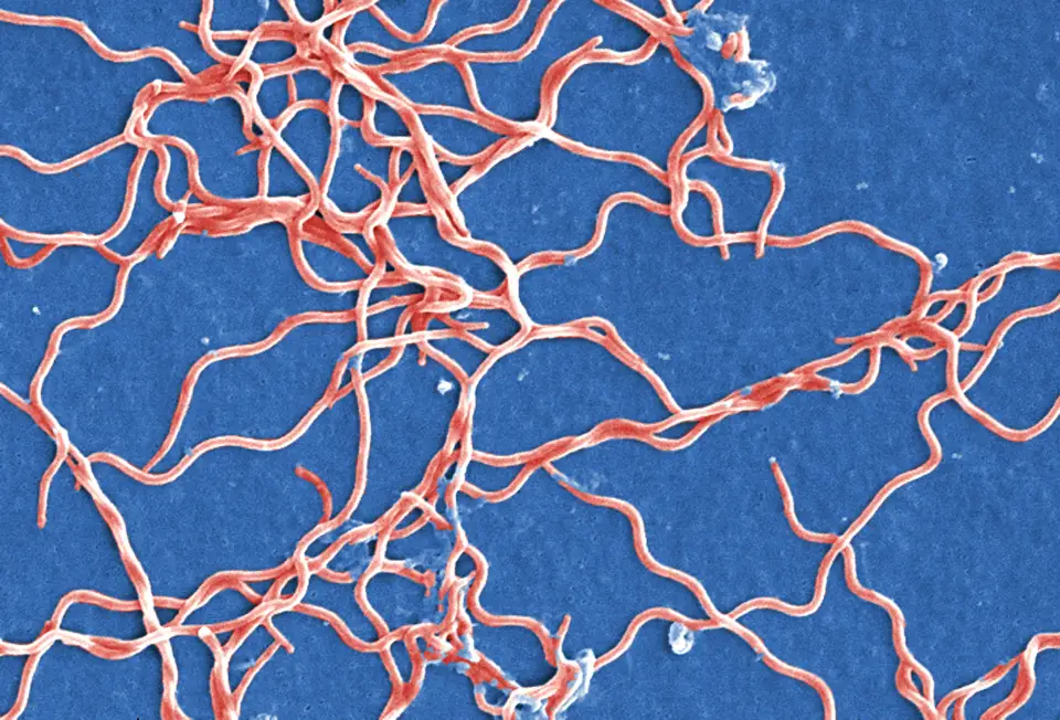 Borrelia burgdorferi, the bacteria behind Lyme disease
