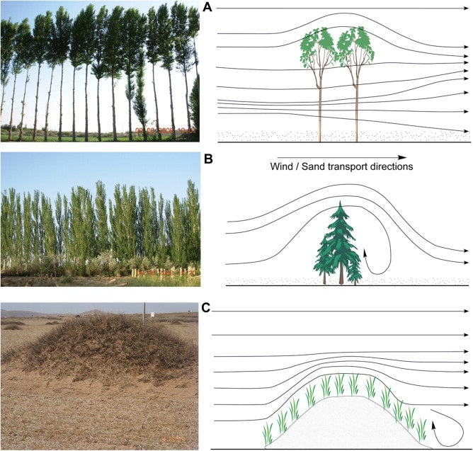 Illustrations of the three main forms of shelterbelt planting in arid and semiarid China. (A) Sparse shelterbelts. (B) Denser shelterbelts, (C) Natural and artificial vegetation on the surfaces of dunes.