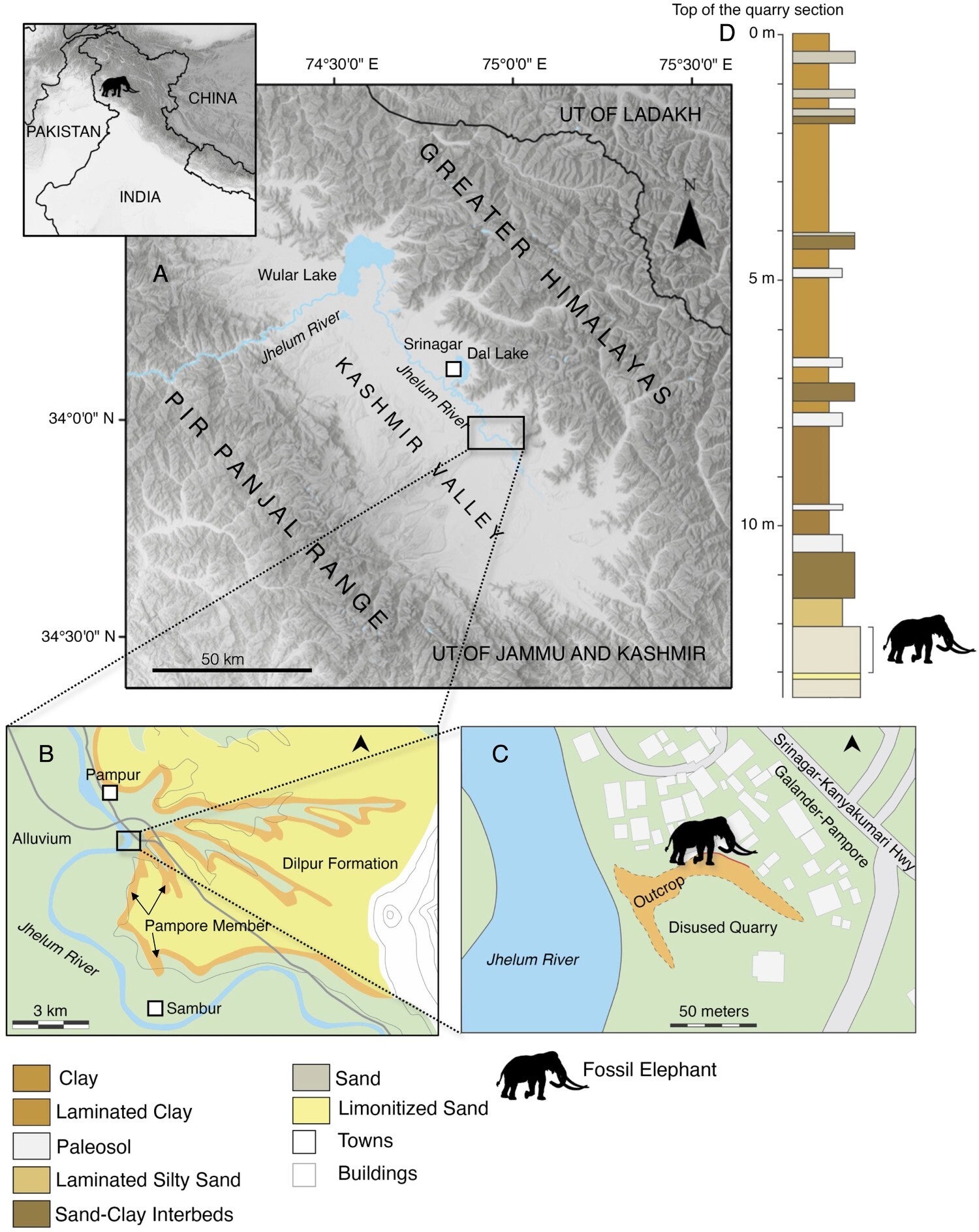 Locator map and stratigraphic column of the Galander-Pampore locality that produced the fossil elephant. A, location of the site within the Kashmir Valley, India; B, close-up map showing the Pampore Member, Dilpur Formation, and recent alluvium along the Jhelum River; C, map of the outcrop at Galander-Pampore; D, Stratigraphic column showing the level that produced the elephant bones.

