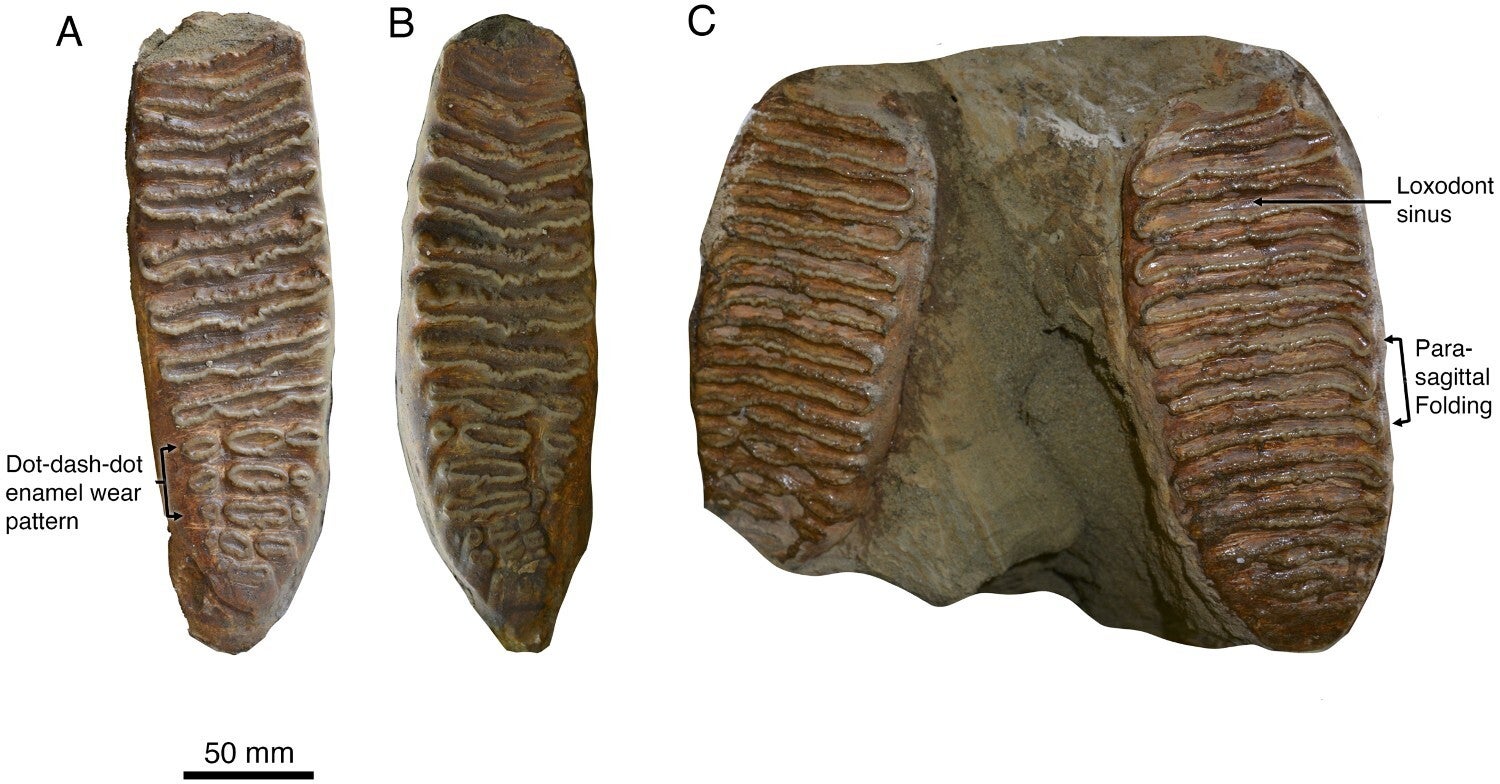 A remarkable Palaeoloxodon (Mammalia, Proboscidea) skull from the intermontane Kashmir Valley, India
