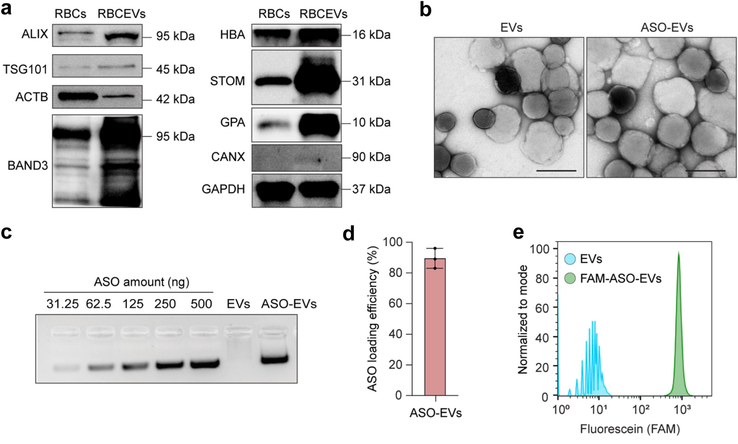 Characterization of purified RBCEVs and ASO-loaded RBCEVs.